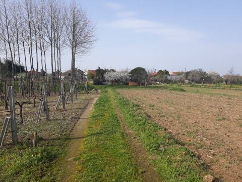 Terreno agrícola Bustos