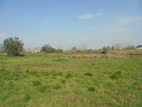 Terreno agrícola Bustos