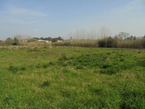 Terreno agrícola Bustos