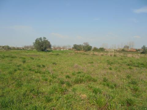 Terreno agrícola Bustos
