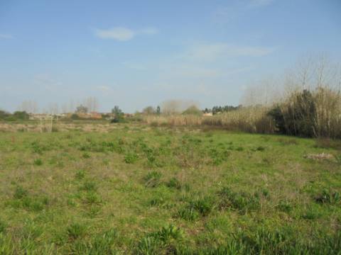 Terreno agrícola Bustos