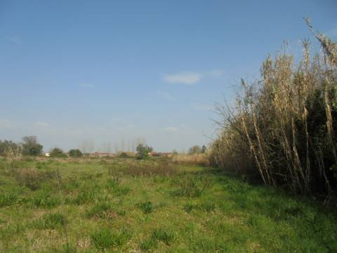 Terreno agrícola Bustos