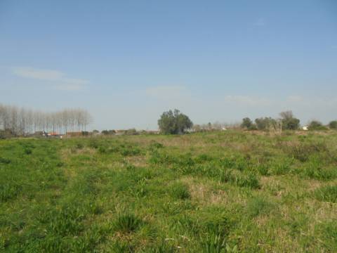 Terreno agrícola Bustos