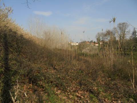 Terreno agrícola Bustos