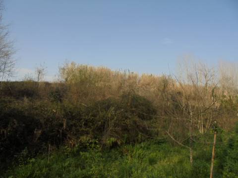 Terreno agrícola Bustos