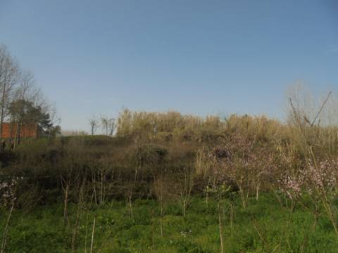 Terreno agrícola Bustos