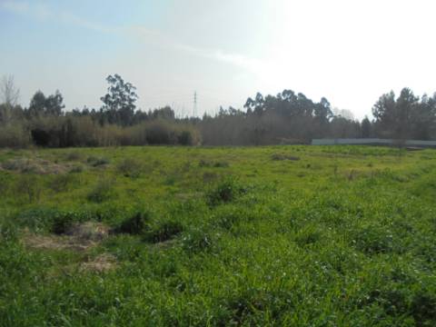Terreno agrícola Bustos