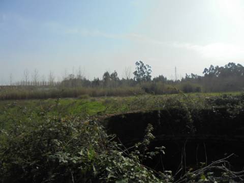 Terreno agrícola Bustos