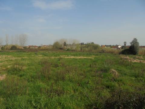 Terreno agrícola Bustos