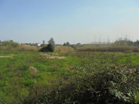 Terreno agrícola Bustos