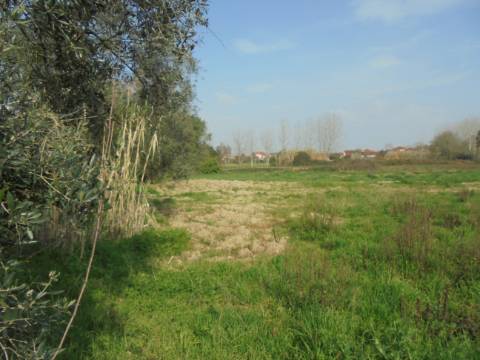 Terreno agrícola Bustos