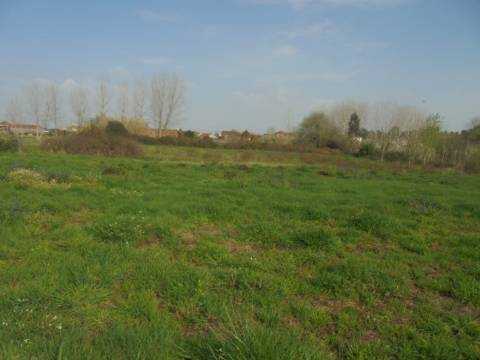 Terreno agrícola Bustos