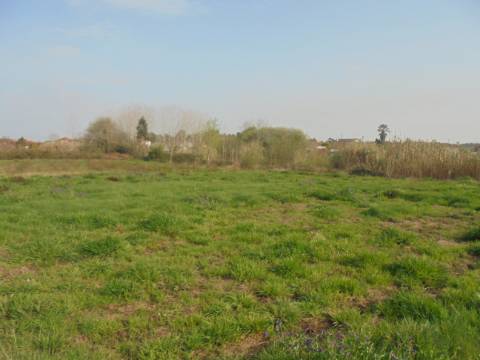 Terreno agrícola Bustos
