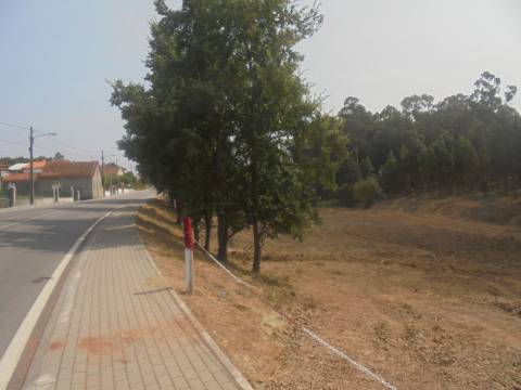 Terreno e Eucaliptal Sangalhos