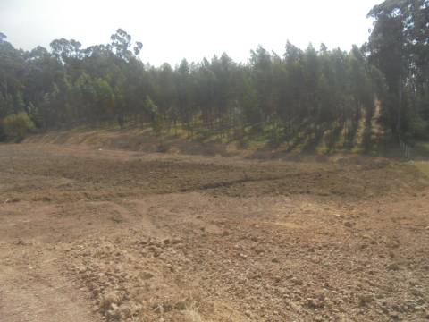 Terreno e Eucaliptal Sangalhos
