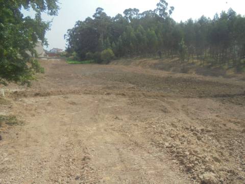 Terreno e Eucaliptal Sangalhos