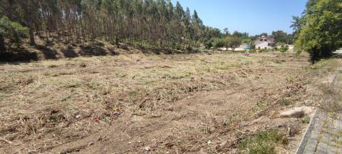 Terreno e Eucaliptal Sangalhos