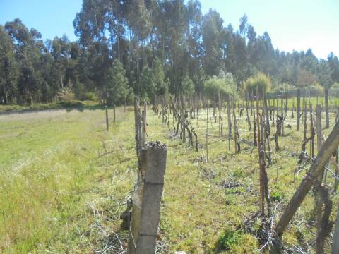 Terreno Oliveira do Bairro