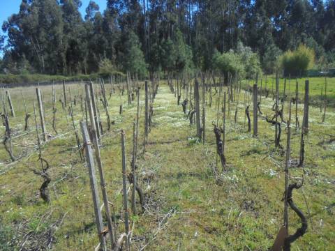 Terreno Oliveira do Bairro