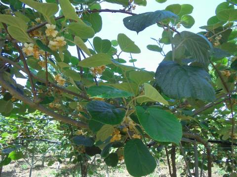 Quinta Agrícola Sangalhos