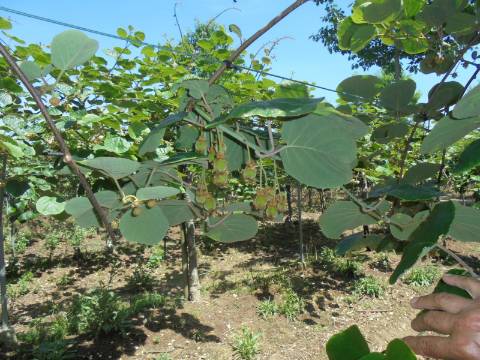 Quinta Agrícola Sangalhos