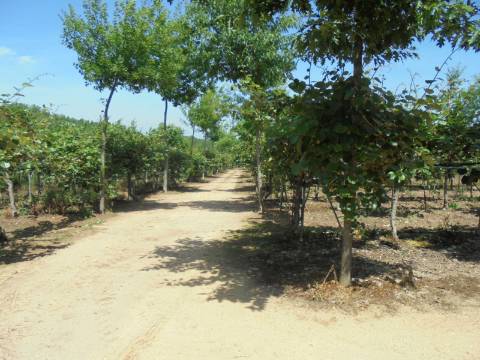Quinta Agrícola Sangalhos