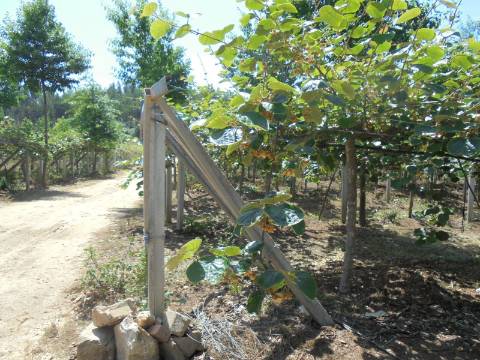 Quinta Agrícola Sangalhos