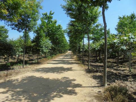 Quinta Agrícola Sangalhos