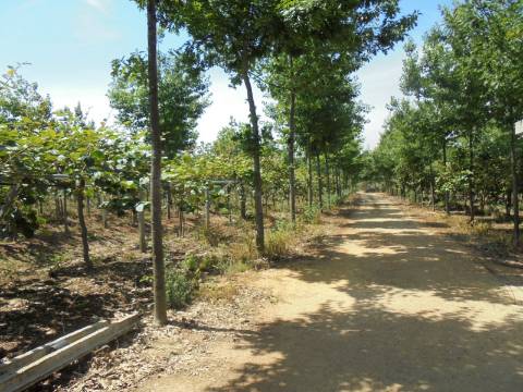 Quinta Agrícola Sangalhos
