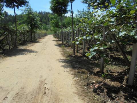 Quinta Agrícola Sangalhos