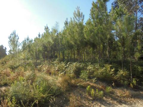 Terreno Oliveira do Bairro