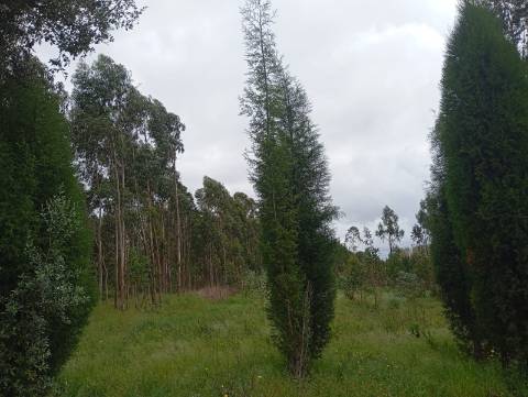 Terreno em Oiã