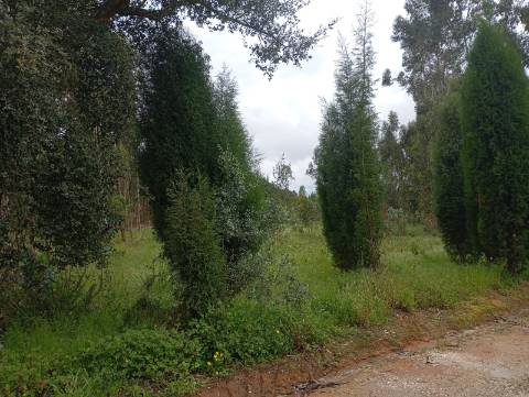 Terreno em Oiã