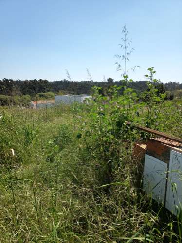 Terreno em Oiã