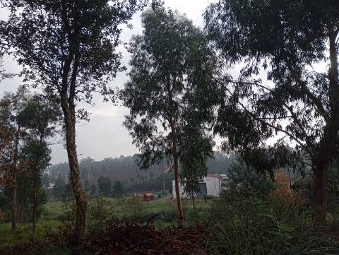 Terreno Urbano em Oiã