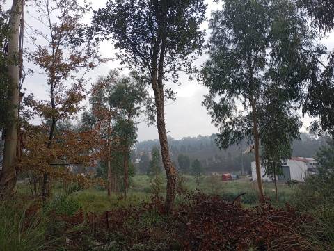 Terreno Urbano em Oiã