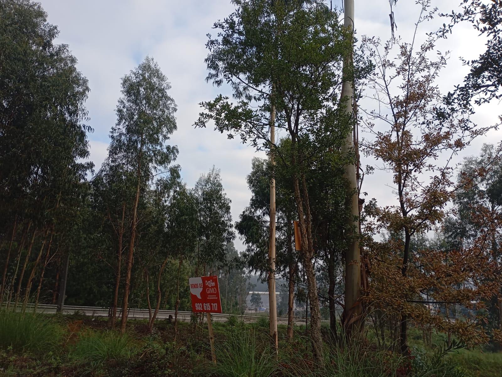 Terreno Urbano em Oiã