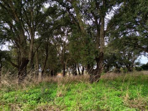 Terreno misto com 7000m2