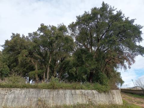 Terreno misto com 7000m2