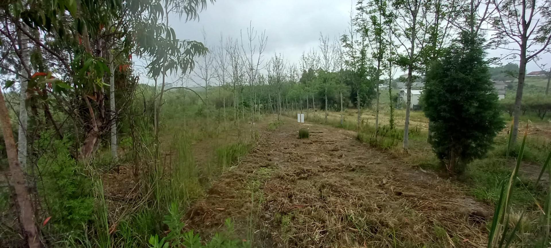 Terreno para venda Em Paredes do Bairro