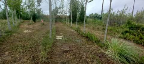 Terreno para venda Em Paredes do Bairro