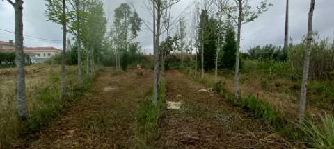 Terreno para venda Em Paredes do Bairro