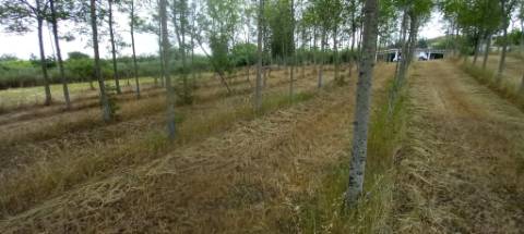 Terreno para venda Em Paredes do Bairro