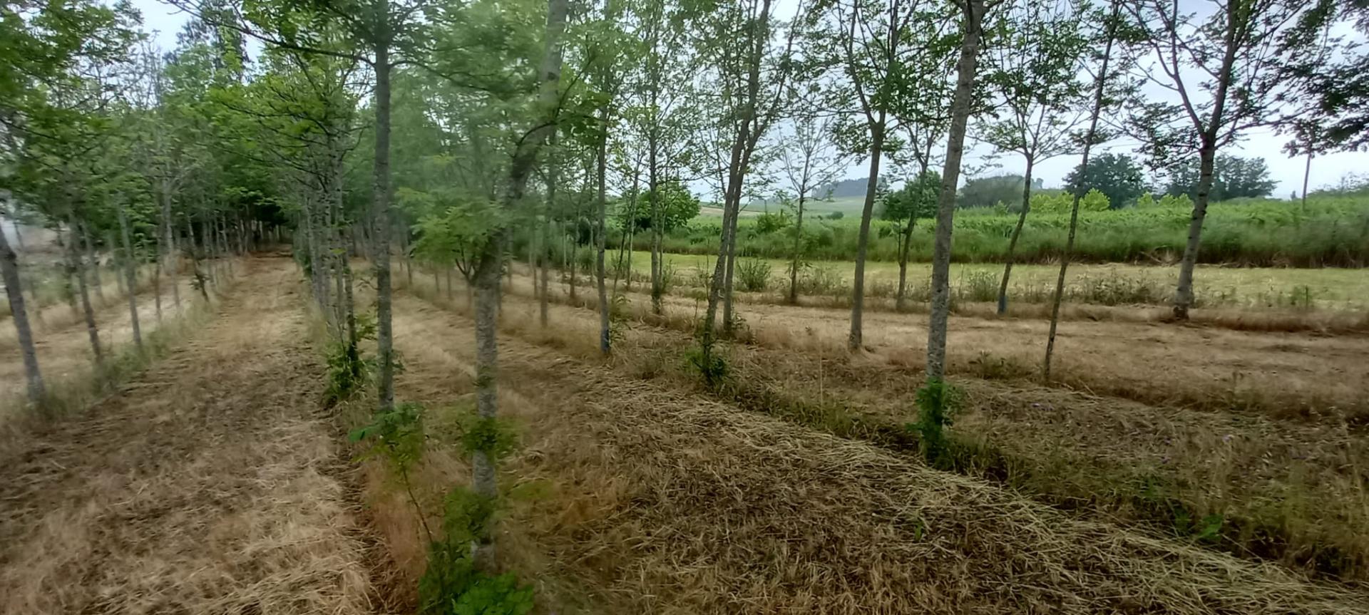 Terreno para venda Em Paredes do Bairro