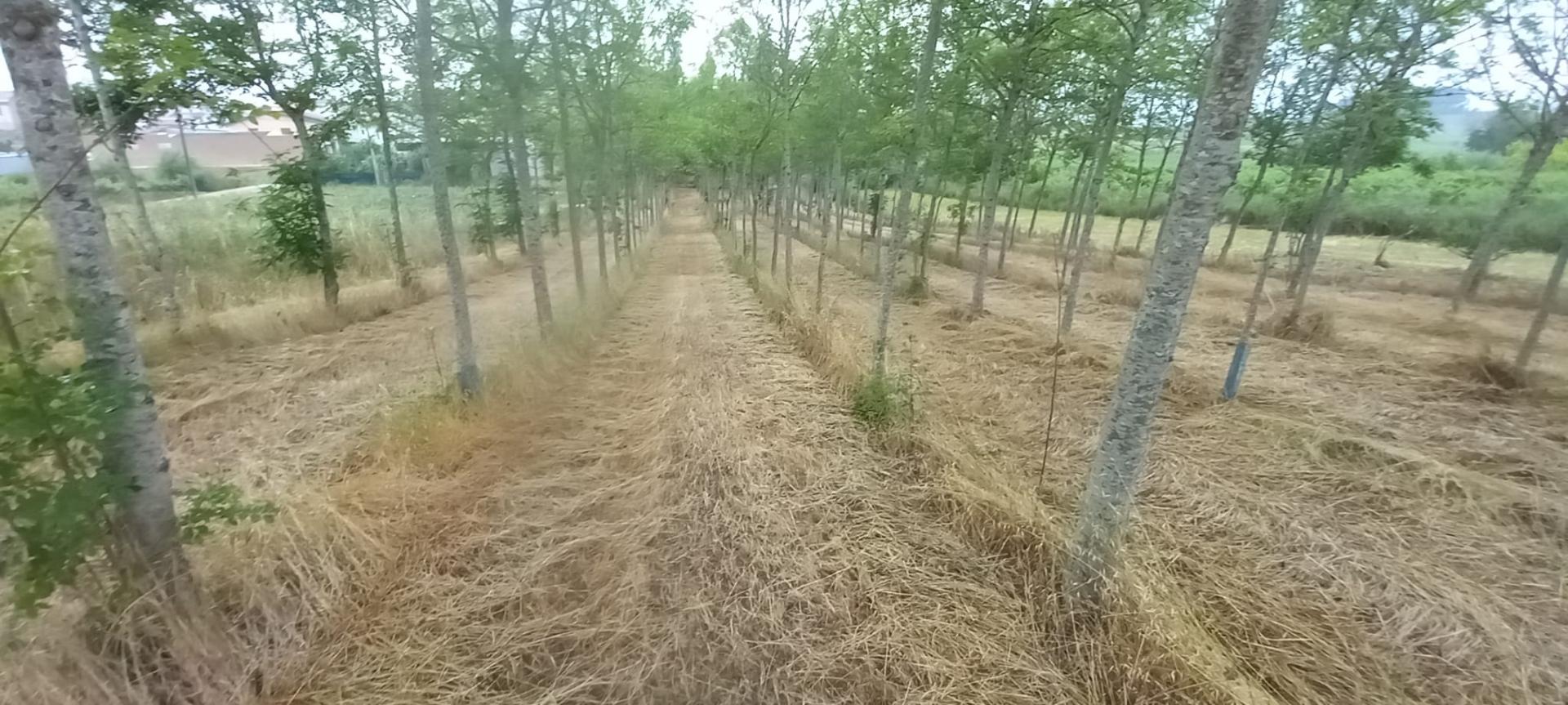 Terreno para venda Em Paredes do Bairro