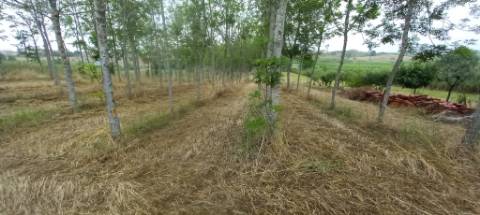 Terreno para venda Em Paredes do Bairro
