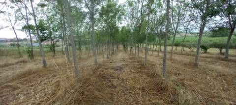 Terreno para venda Em Paredes do Bairro