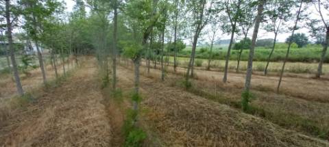 Terreno para venda Em Paredes do Bairro