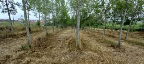 Terreno para venda Em Paredes do Bairro