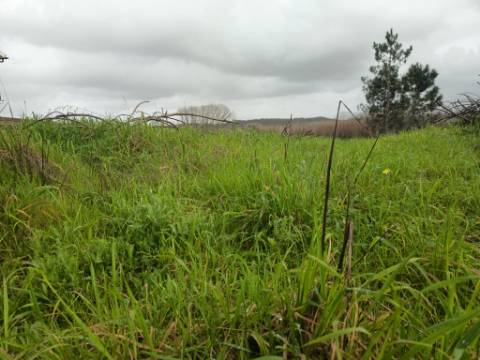 Terreno em Fermentelos